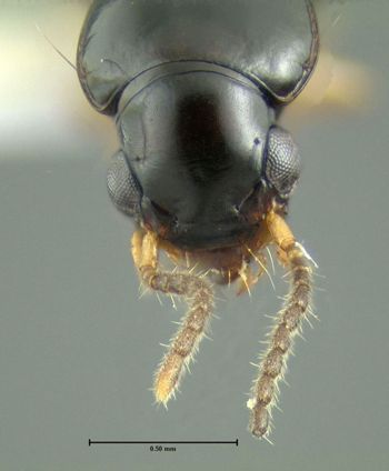 Media type: image;   Entomology 614557 Aspect: head frontal view